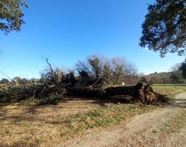 treia-caduta-quercia-4-e1701524450637-650x515