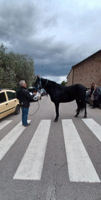 cavallo-san-severino