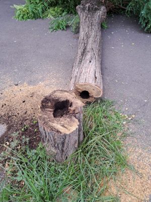 Alberi-abbattuti