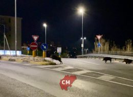 Cinghiali, da problema a risorsa:  accordo Coldiretti-cacciatori  per una filiera della selvaggina
