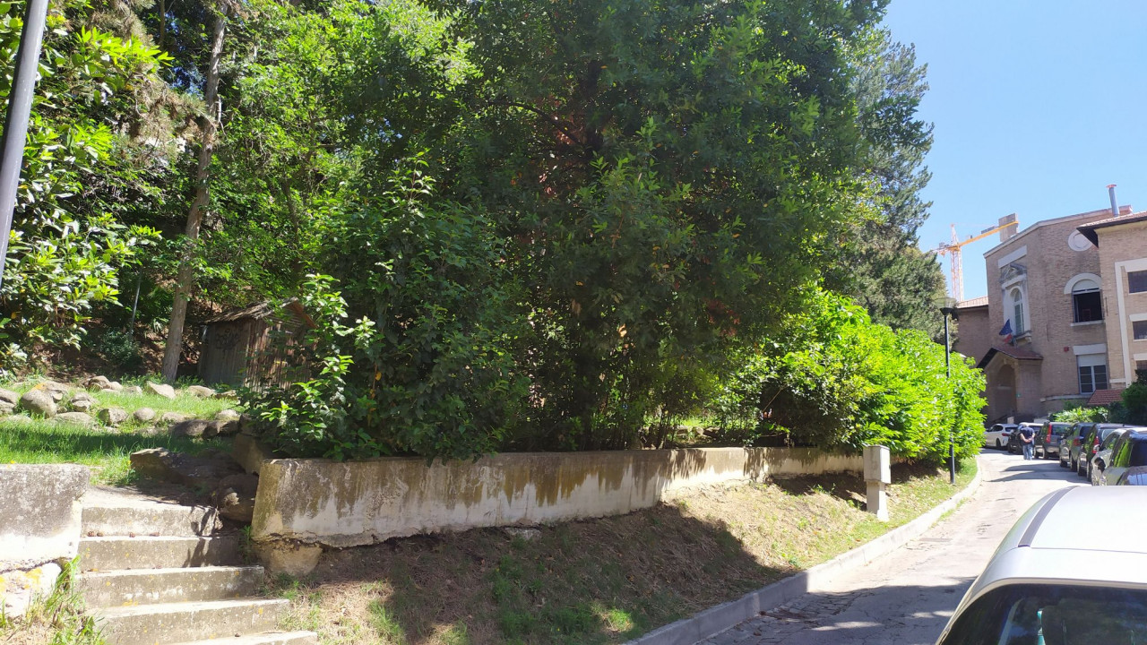 giardini-isonzo-La-vegetazione-che-sara-tagliata