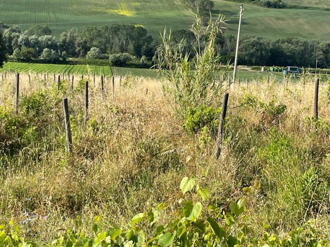 Vigna1-casalis-douhet-2-650x488