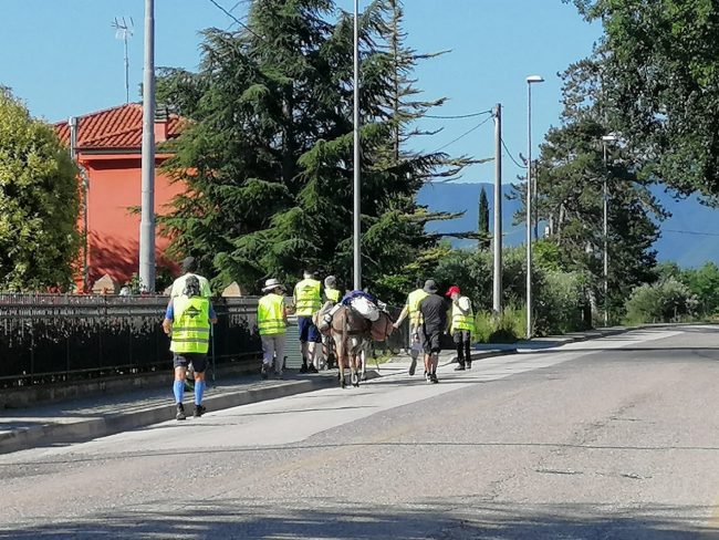 asino_tolentino_norcia-2-650x488