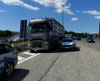cavalli-trasporti-civitanova