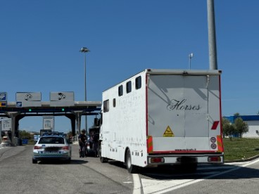 cavalli-trasporti