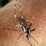 Caso di Dengue a Recanati:  «Contagio avvenuto fuori dall’Italia»  Scatta la disinfestazione