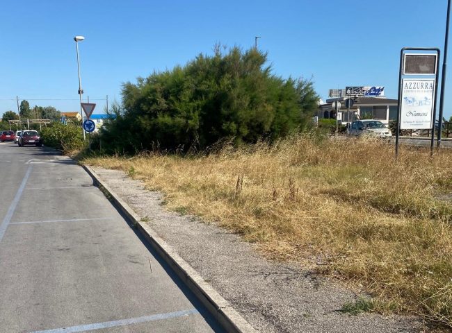 erbacce-scossicci-4-650x480