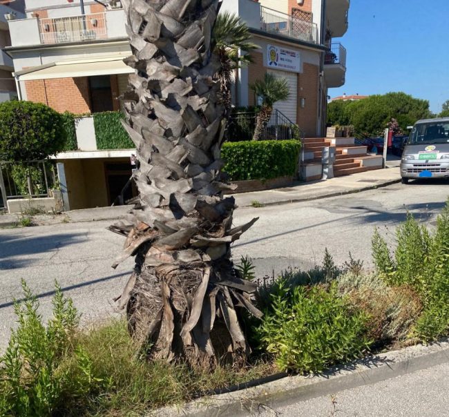 erbacce-scossicci-6-e1721230266649-650x604