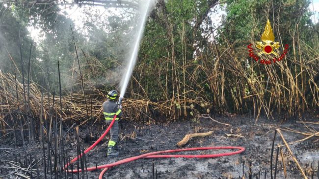 vigili-fuoco-archivio-arkiv-bosco-incendio-bosco-boschi-3-650x366