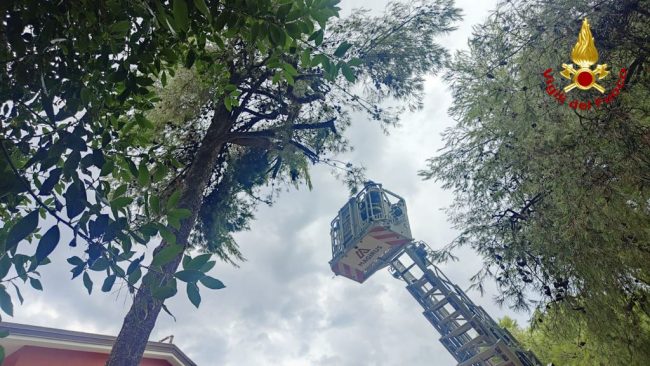 alberi-vigili-del-fuoco