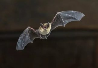 pipistrelli