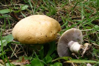 1024px-Stropharia_coronilla_20070819wa-325x217