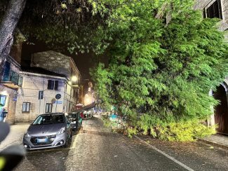 albero-crollato-viale-indipendenza2_censored-325x244