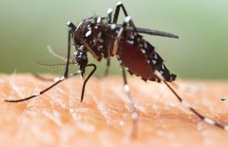 dengue