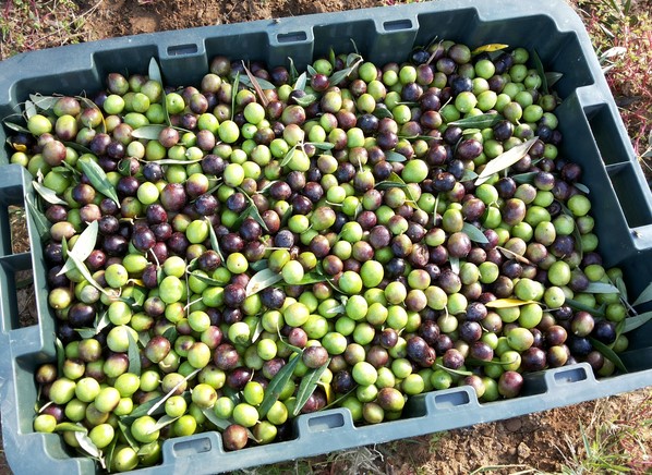 olive