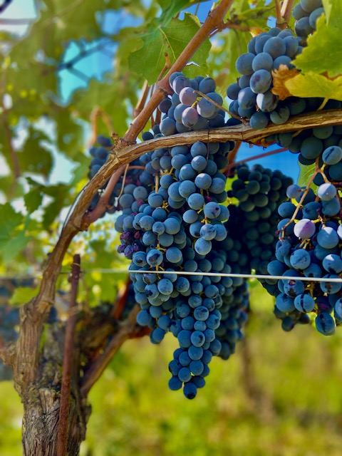 pars_corridonia_uva