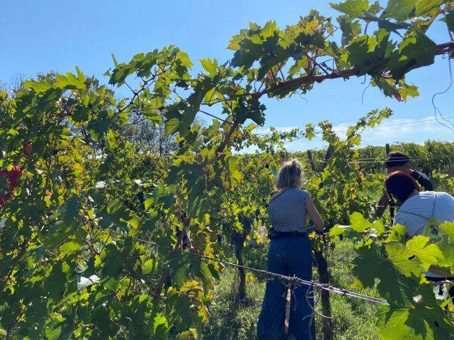 pars_corridonia_vendemmia