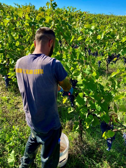 pars_corridonia_vendemmia_al_villaggio