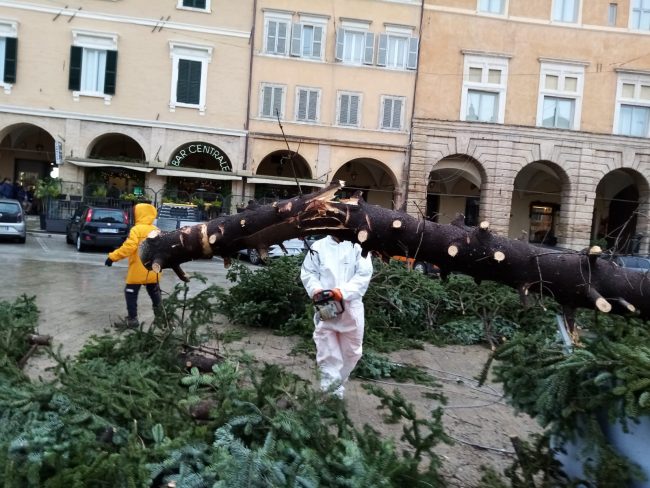 Maltempo-albero-in-piazza-Del-Popolo