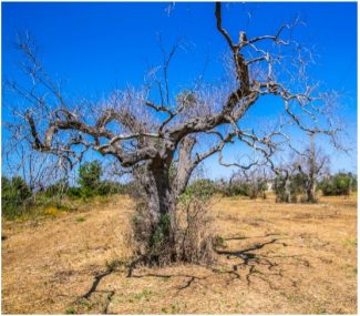 ulivo-xylella