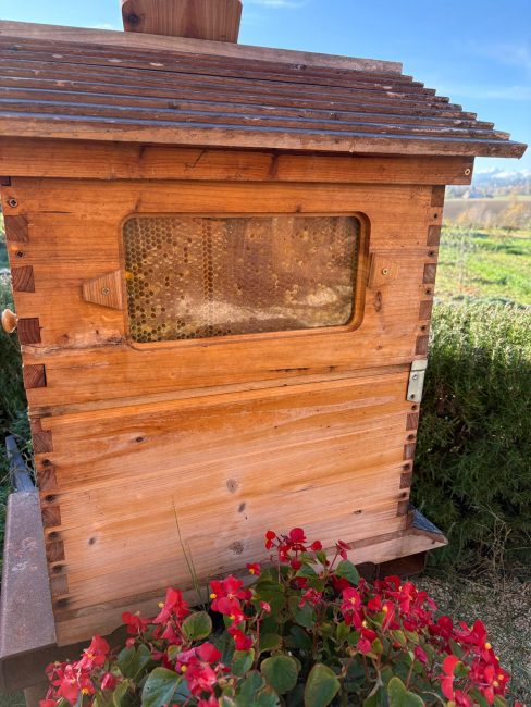 adotta-UN-ALVEARE-3-488x650