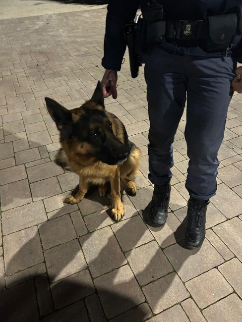 pastore-tedesco-salvato-da-polizia-1-488x650