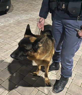pastore-tedesco-salvato-da-polizia-2-e1736853434801-325x375