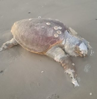 tartaruga-morta-civitanova-e1736852864373-325x332