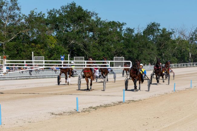 cavalli-trotto-ippodromo-mori-civitanova-1-650x434