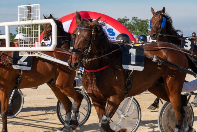 cavalli-trotto-ippodromo-mori-civitanova-2-650x434