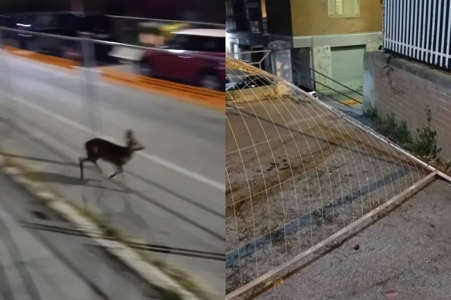 capriolo-via-ricci-macerata