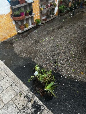 vandalo-via-del-remo5-300x400