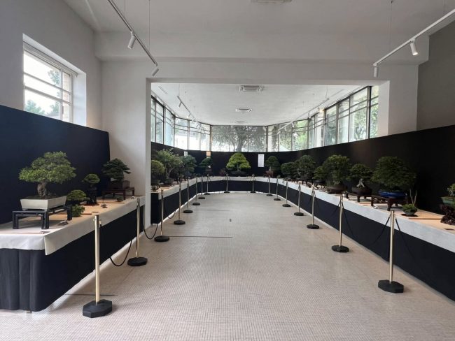 bonsai-Lido