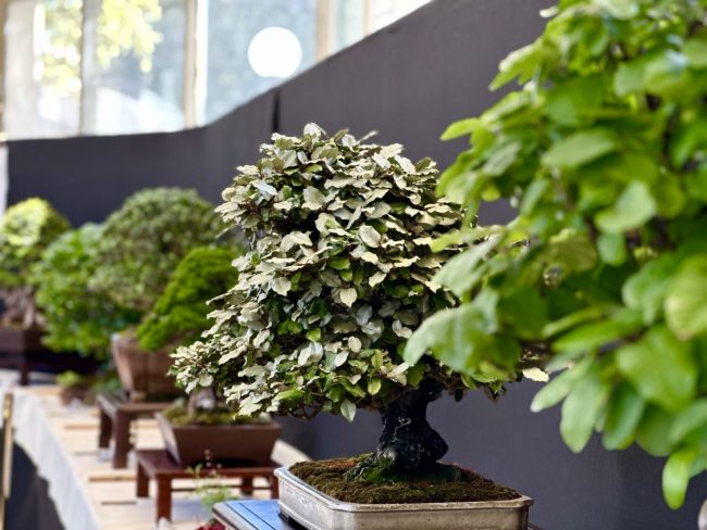 mostra-bonsai-1-650x488