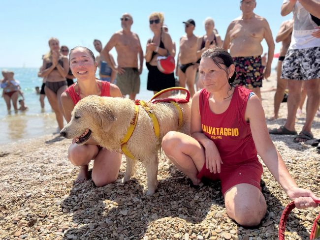 dimostrazione-cani-di-salvataggio-ass-pegasus-spiaggia-lungomare-sud-civitanova-FDM-0-650x488