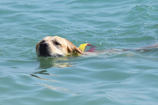 dimostrazione-cani-di-salvataggio-ass-pegasus-spiaggia-lungomare-sud-civitanova-FDM-2-650x433