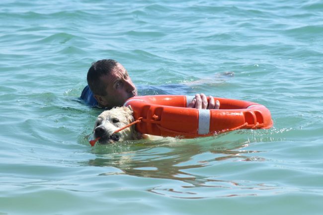 dimostrazione-cani-di-salvataggio-ass-pegasus-spiaggia-lungomare-sud-civitanova-FDM-3-650x433