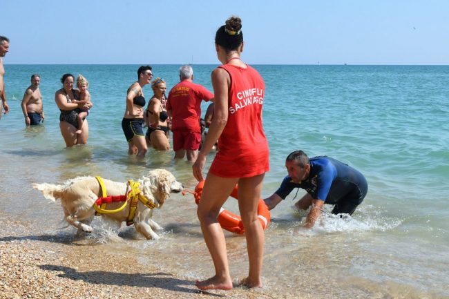 dimostrazione-cani-di-salvataggio-ass-pegasus-spiaggia-lungomare-sud-civitanova-FDM-4-650x433