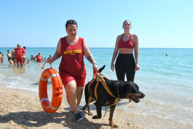 dimostrazione-cani-di-salvataggio-ass-pegasus-spiaggia-lungomare-sud-civitanova-FDM-5-650x433
