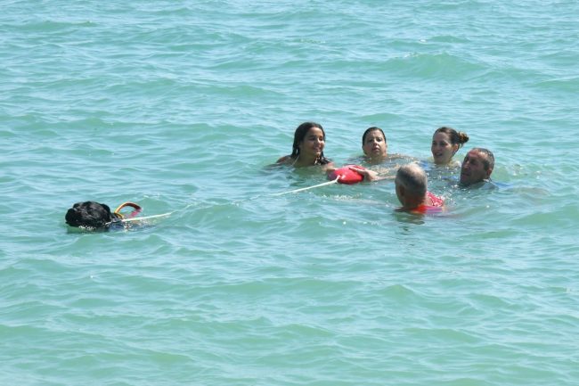 dimostrazione-cani-di-salvataggio-ass-pegasus-spiaggia-lungomare-sud-civitanova-FDM-6-650x433