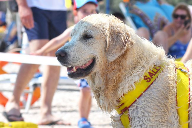 dimostrazione-cani-di-salvataggio-ass-pegasus-spiaggia-lungomare-sud-civitanova-FDM-7-650x433