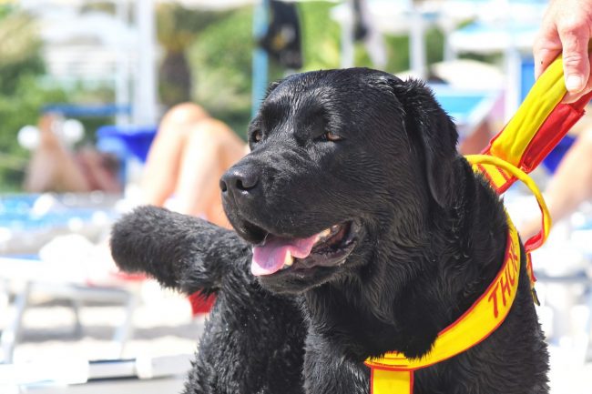 dimostrazione-cani-di-salvataggio-ass-pegasus-spiaggia-lungomare-sud-civitanova-FDM-8-650x433