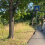 Tarlo asiatico, via agli abbattimenti.  «Trasparenza per le ripiantumazioni»