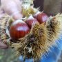 Marche, è tempo di castagne:  sul piatto bando da mezzo milione