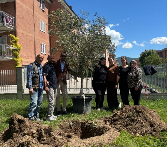 Beljdi Seferi alberi matelica (5)