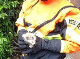 La disavventura di un gattino:  cade nel pozzo, salvato