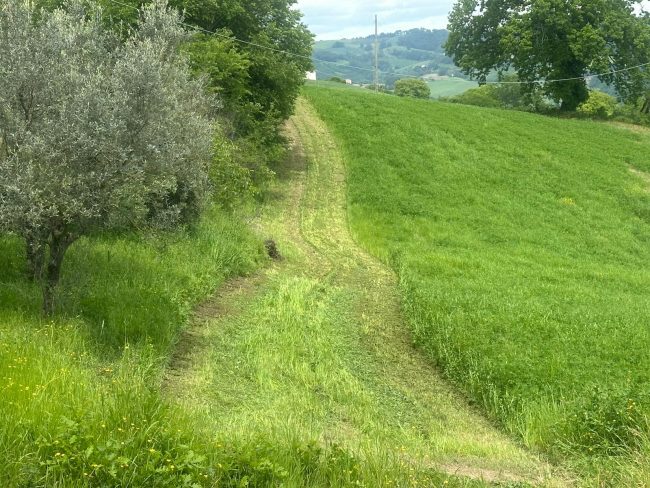 campo contrada rofanello tolentino