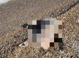 Sulla battigia trovato un cinghiale