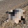 Sulla battigia trovato un cinghiale