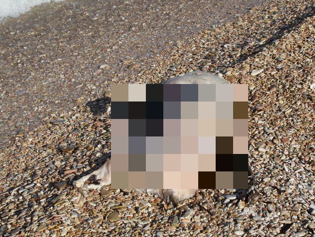 carcassa-cinghiale-3-650x488_censored